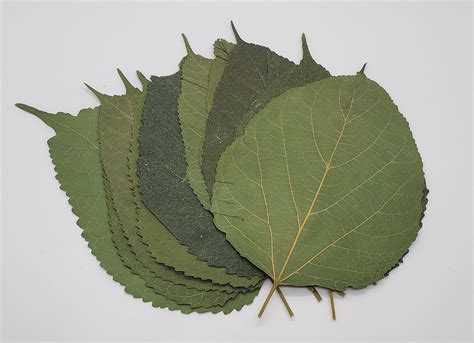 White Mulberry Leaves | MeadowView Aquatics