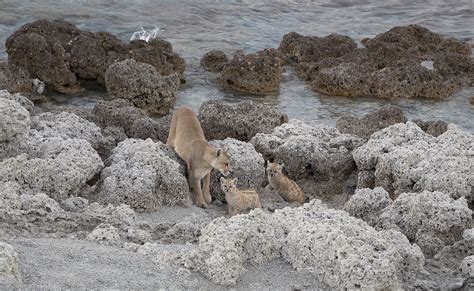 Chile | Chile. Puma with cubs in Torres del Paine National P… | Flickr