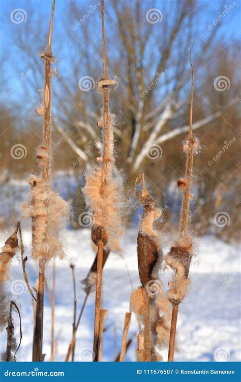 Cattails in winter. stock image. Image of herbaceous - 111576507