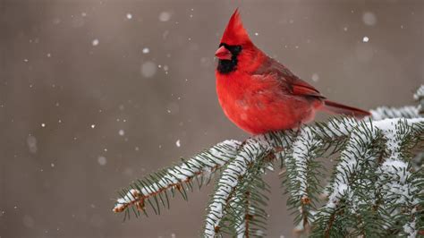 Red Cardinal Bird Is Sitting On Snow Covered Tree Branch 4K HD Birds ...