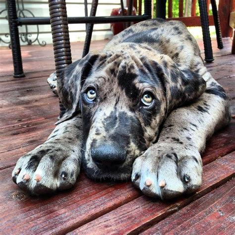 Great Dane Blue | Great dane dogs, Dane dog, Cute puppies