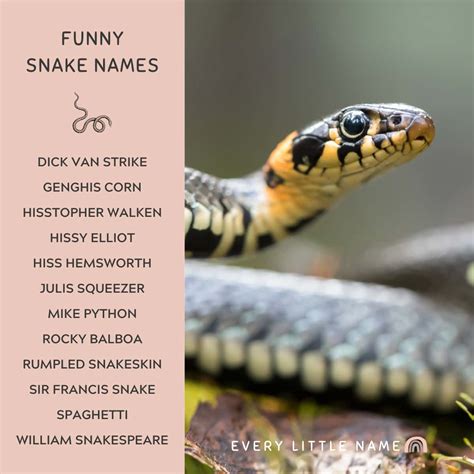 300+ Best Snake Names (Cute, Cool, and Hiss-terical) - Every Little Name