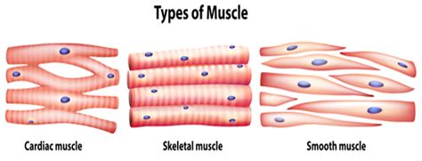 Smooth Cardiac Skeletal Muscle Diagram