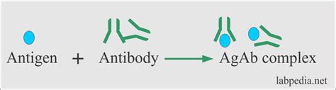 Chapter 6: Immunological (Antigen and Antibody) Reactions, Monoclonal Antibody - Labpedia.net