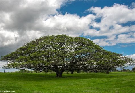 Maui Plant of the Month: Monkeypod Trees of Hawaii