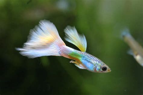 Guppy Care Guide, Species Overview, and Fun Facts