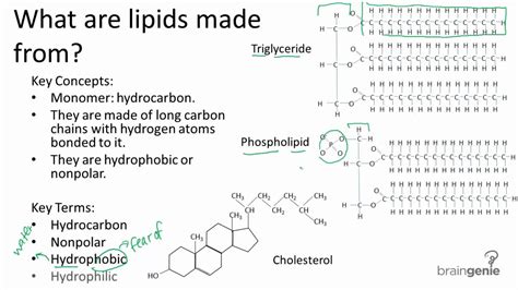 1.2.7 What are lipids made from - YouTube