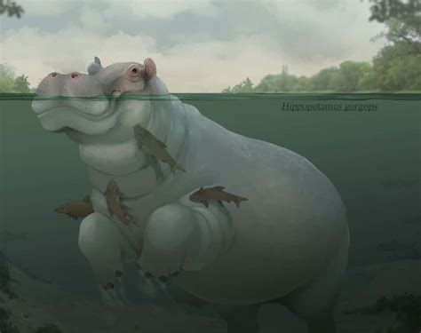 Hippopotamus gorgops | Paleo Media Wiki | Fandom