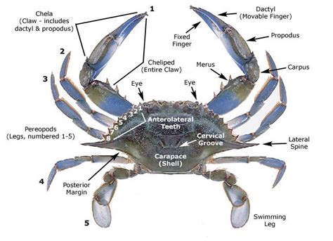 Blue Claw (Callinectes Sapidus) - Skeletal System