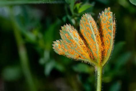 How To Get Rid Of Rust Fungus - An Overview - Gardening Dream