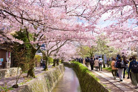 Philosopher’s Path Kyoto Cherry Blossoms 2019 – Japan Travel Guide -JW Web Magazine