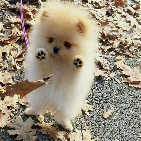 Nice #nicepuppies | Cute animals, Cute dogs, Baby animals