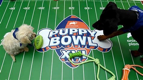 Puppy Bowl 2023 date, start time, TV channel & how to stream the canine competition | Sporting News