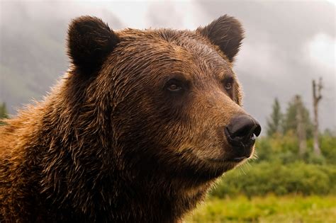 Grizzly Bear Attack Leaves Mountain Biker in Critical Condition ...