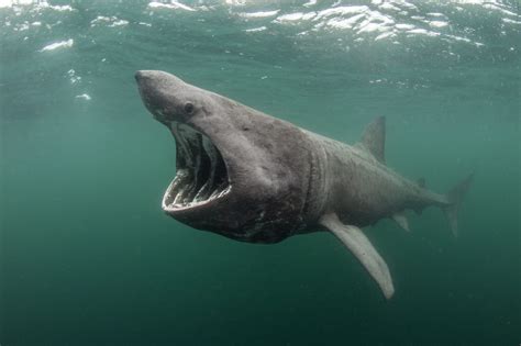 Support the world's first basking shark MPA | News | Scottish Wildlife ...