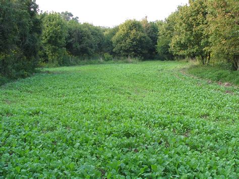 Food Plot - Middleton Farmers Cooperative Co., Middleton, WI