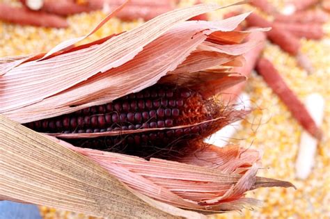Premium Photo | Dried red corn on the cob closeup background