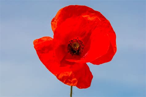 Varieties Of Poppy Flowers – Learn About Different Poppy Plants To Grow