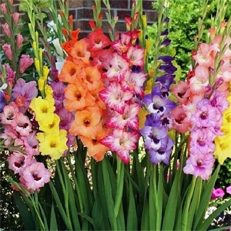 Gladiolus Birthday Flowers | BirthdayBuzz