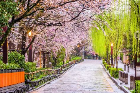 Enjoy a Full Day of Cherry Blossom Viewing in Kyoto According to a Kyoto Resident Discover ...