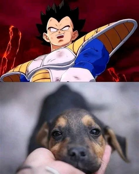 Vegeta #meme #dbz | Dragon ball super funny, Anime dragon ball super, Funny anime pics