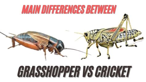 Grasshopper VS Cricket Differences | Difference Between Crickets and Grasshoppers Revealed - YouTube