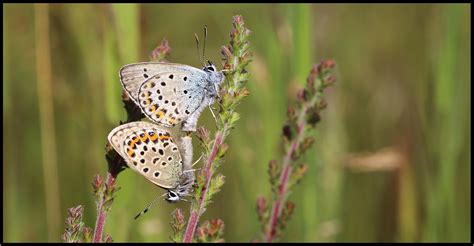 Silver Studded Blue | Flickr