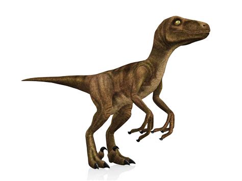 10 Facts About the Velociraptor Dinosaur