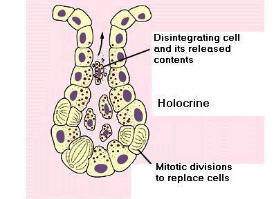 Holocrine glands | Epithelial tissue | Pinterest | Ap