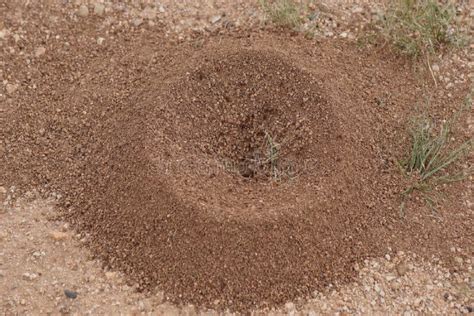 Ant Pile Stock Photo - Image: 63358014