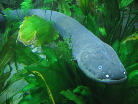 Biomimetic potential of electric eels - Blogionik