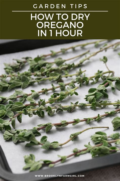 How to Dry Oregano in 1 Hour - Easy Oven Drying Method | Recipe | How to dry oregano, Dry ...