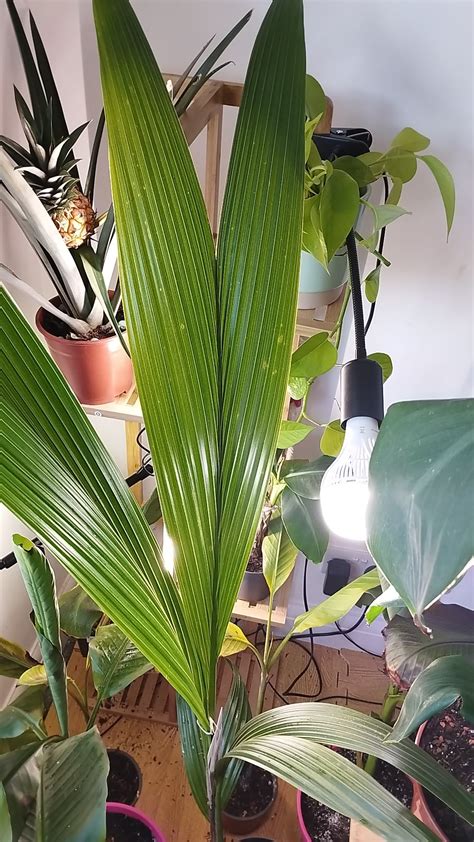 Coconut palm care in UK winter? : r/houseplants