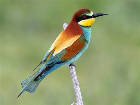 European Bee-eater - eBird Tropical Birds, Colorful Birds, Merlin, Different Bees, Types Of Bees ...