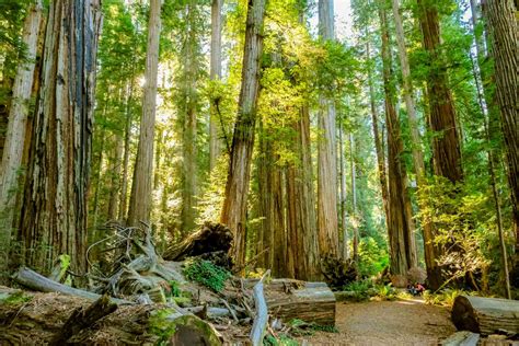 Where to See Redwood Trees in California