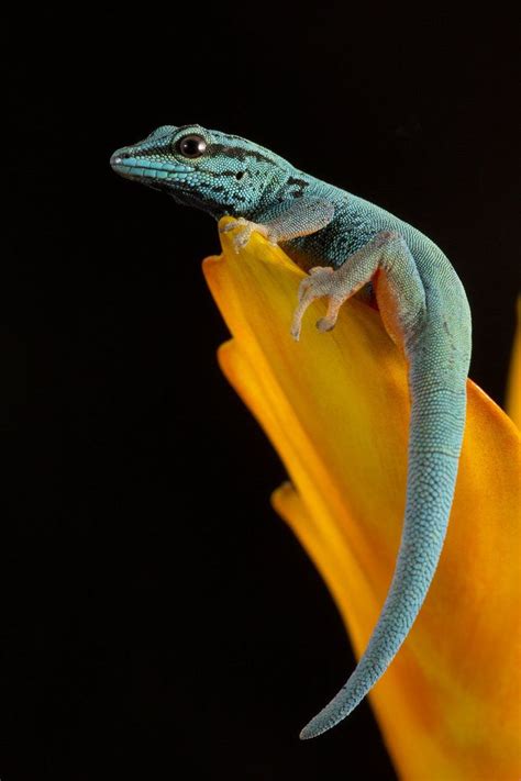 Electric blue gecko by Angi Nelson | Reptiles and amphibians, Reptiles ...