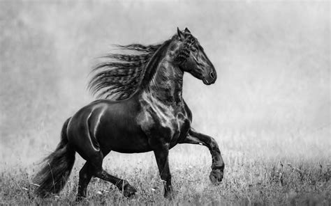 3840x2400 Horse Black And White 4K ,HD 4k Wallpapers,Images,Backgrounds,Photos and Pictures