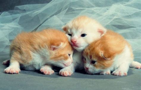 Newborn Kittens Wallpapers - Wallpaper Cave