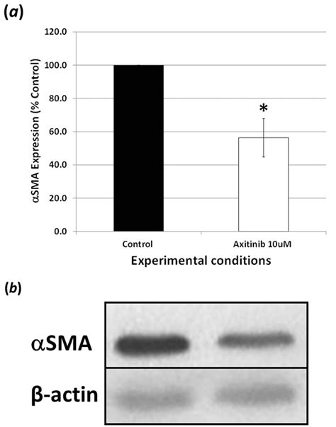 Alpha smooth muscle actin expression: (a,b) Axitinib (10 μM) decreased ...