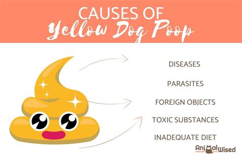 Why Is My Dogs Poop Yellow? - Petsmartgo