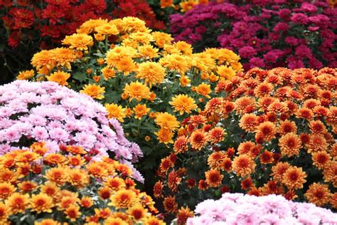 The Meaning of the Chrysanthemum Flower - Eastern Floral - Eastern Floral