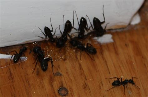 Carpenter Ants in Hamilton | Action Pest Control Services