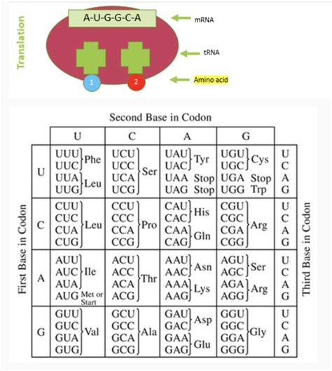 Mrna Translation Chart