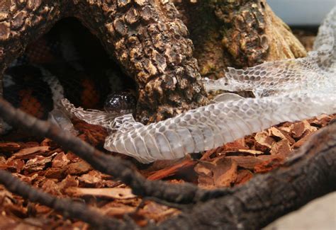 A Snake and His Skin | This California King Snake who reside… | Flickr