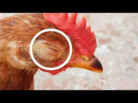 Chicken Eye Infection Causes, Prevention and Treatment | Dr. ARSHAD ...