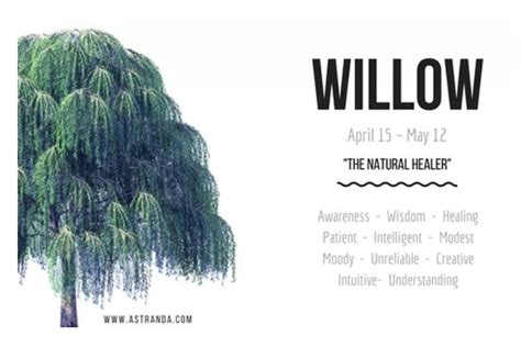 Celtic Tree Astrology - Willow