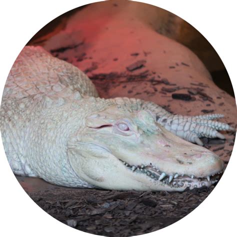 Albino Crocodiles