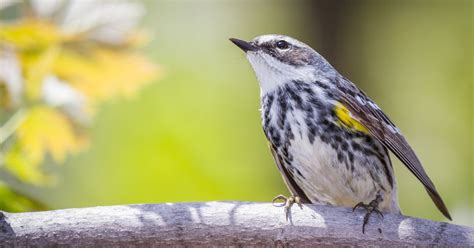 A Beginner's Guide to Birding in Minnesota | Explore Minnesota