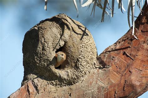 Rufous hornero in its nest - Stock Image - C015/1164 - Science Photo ...