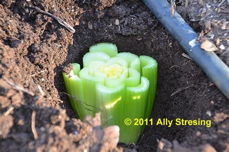 Garden Ally: Magic Celery